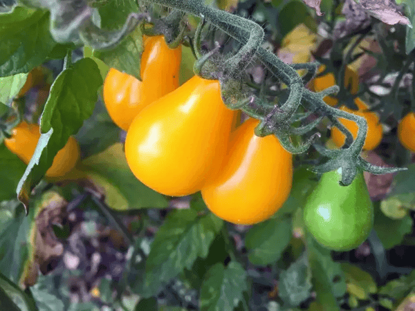 yellow-tomatoes-in-garden